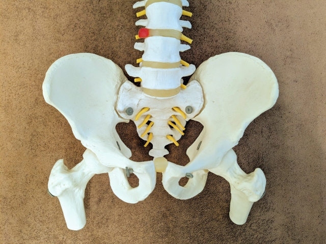 股関節の骨格模型