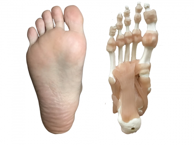 足裏の骨格と足底筋膜