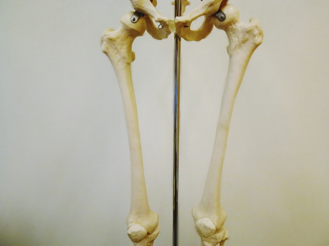 大腿骨の模型