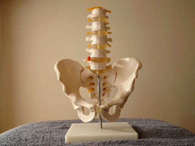 骨盤と背骨の模型