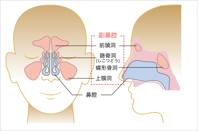 副鼻腔周辺の図